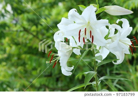 大百合卡薩布蘭卡白花綠色自然本底 97183799