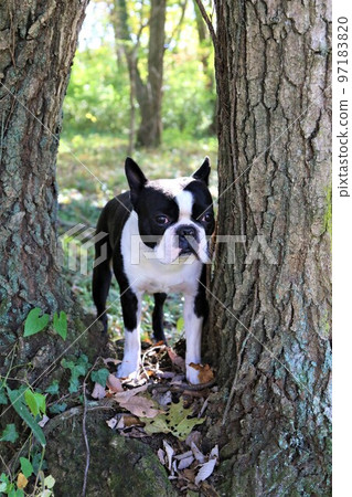 2022Mighty-kun, the Boston Terrier staring cutely through the trees in the woods near Hatoyama Rural Park, the happiest place in Japan♡ 97183820