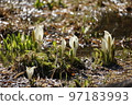 Asian skunk cabbage and the arrival of spring 97183993