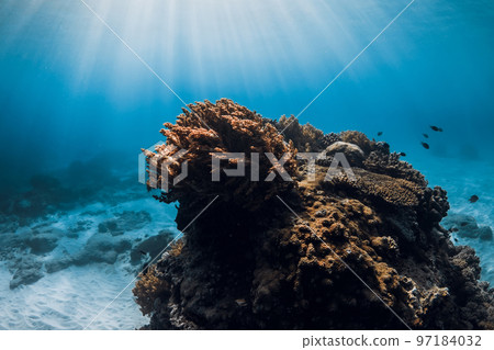Underwater scene with corals, fish and sun rays in blue sea Underwater scene with corals, fish and sun rays in blue sea 97184032
