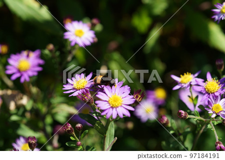 Yellow hornet sucking nectar from the queen mountain chrysanthemum Yellow hornet sucking nectar from the queen mountain chrysanthemum 97184191