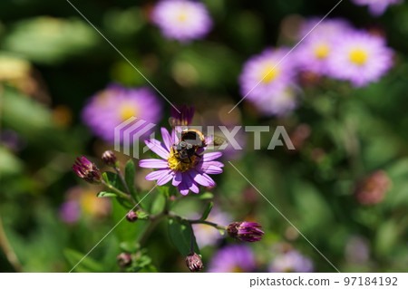 Yellow hornet sucking nectar from the queen mountain chrysanthemum Yellow hornet sucking nectar from the queen mountain chrysanthemum 97184192