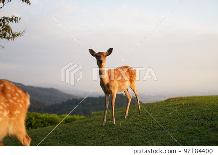 若草山、奈良公園、草、鹿、徒步旅行、觀光、風景、鹿、日落、鹿、鹿父母子女、鹿父母子女、鹿小孩、山、 97184400