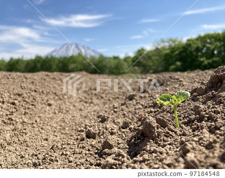 Mount Yotei and soybean sprouts Mount Yotei and soybean sprouts 97184548