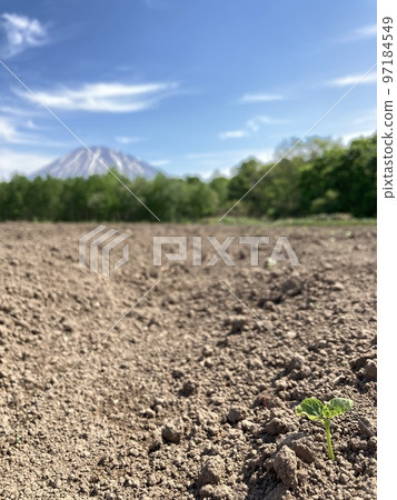 羊蹄山和黃豆芽 羊蹄山和黃豆芽 97184549