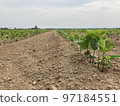 Soybean field 97184551