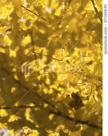 Gradation of yellow ginkgo leaves glittering in the backlight Gradation of yellow ginkgo leaves glittering in the backlight 97184640