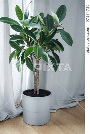 Potted ficus plant Potted ficus plant 97184736