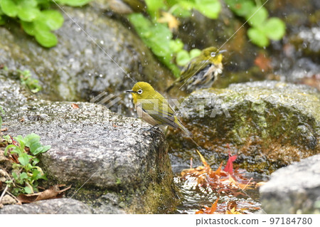 Bathing white-eye 97184780