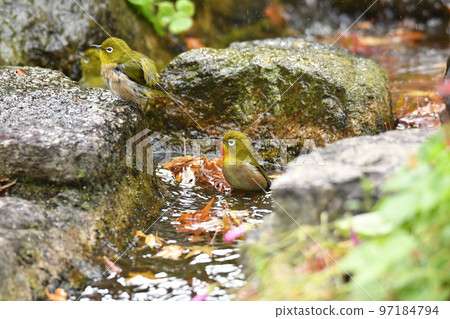沐浴白眼 97184794