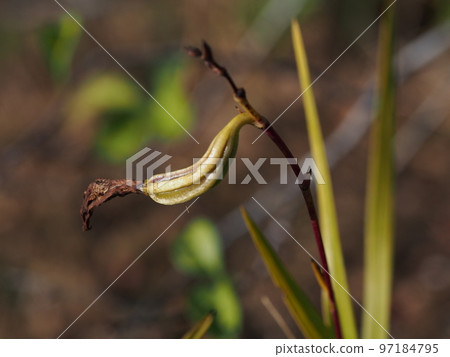 Nariyaran 果實野古竹 97184795