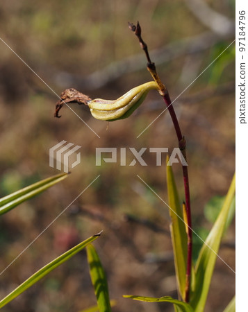 Nariyaran 果實野古竹 Nariyaran 果實野古竹 97184796