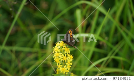 Benihikage sucking the nectar of goldenrod 97184931