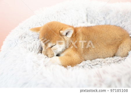 Shiba Inu 小狗睡在床上 97185108