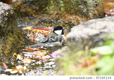 The titmouse came to bathe The titmouse came to bathe 97185124