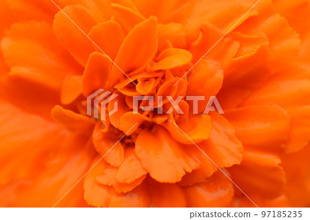 萬壽菊 97185235