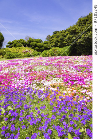 能古島島公園利文斯頓雛菊花園 能古島島公園利文斯頓雛菊花園 97185249
