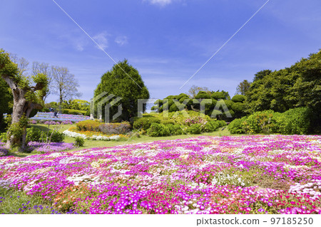 能古島島公園利文斯頓雛菊花園 97185250