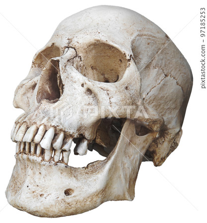 Portrait of a human skull 97185253