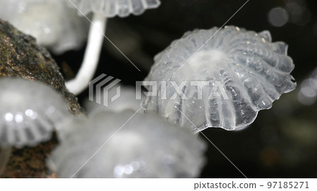 Wild Mushroom, Amazonia, Ecuador 97185271