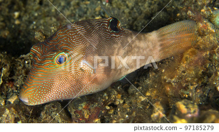 Fine-spotted Pufferfish, Lembeh, Indonesia 97185279