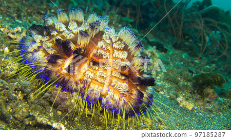 Sea Urchin, North Sulawesi, Indonesia 97185287