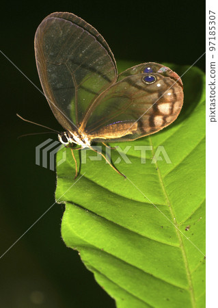 Tropical Butterfly, Napo River Basin, Amazonia, Ecuador 97185307