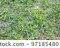 Green grass texture, background. Green lawn. Close-up 97185480
