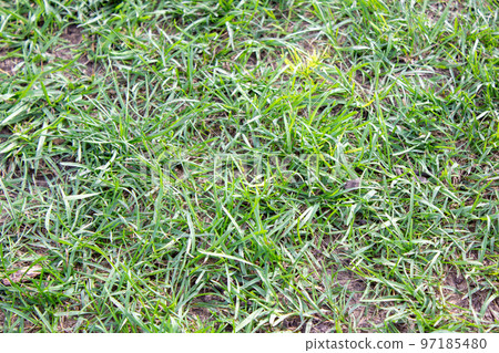 Green grass texture, background. Green lawn. Close-up Green grass texture, background. Green lawn. Close-up 97185480