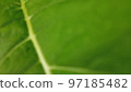 Leaf, combination from focus and bokeh, background. Green Blur texture foliage. Close up. 97185482