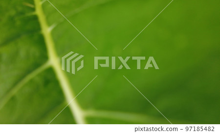 Leaf, combination from focus and bokeh, background. Green Blur texture foliage. Close up. Leaf, combination from focus and bokeh, background. Green Blur texture foliage. Close up. 97185482