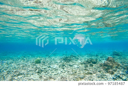 水母在阿卡島水下游泳 水母在阿卡島水下游泳 97185487