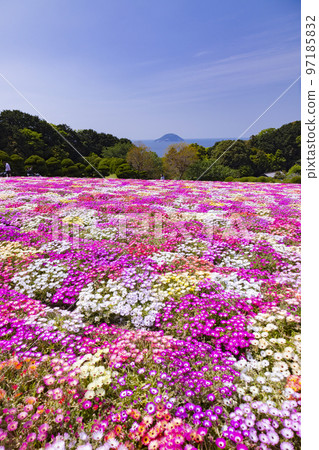 Nokonoshima Island Park Livingstone Daisy Flower Garden 97185832