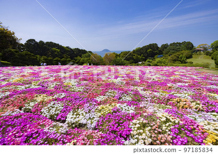 能古島島公園利文斯頓雛菊花園 能古島島公園利文斯頓雛菊花園 97185834