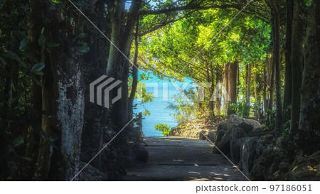 沖繩本部町通往大海的備瀨的福木樹 97186051