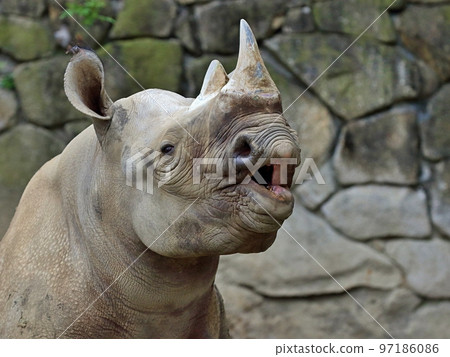 黑犀牛玩弗雷曼的表情 97186086