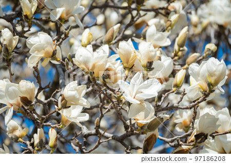 Magnolia blooming towards the sky in spring Magnolia blooming towards the sky in spring 97186208