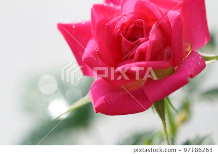 被朝陽照耀的粉色玫瑰，花瓣上灑著晨露[六月] 97186263