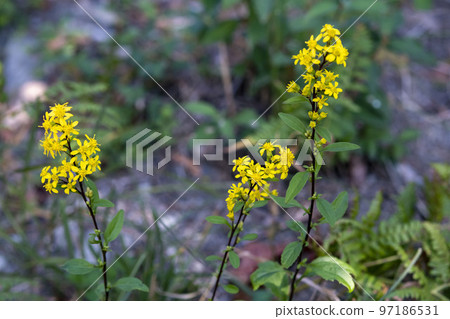 一枝黃花 一枝黃花 97186531