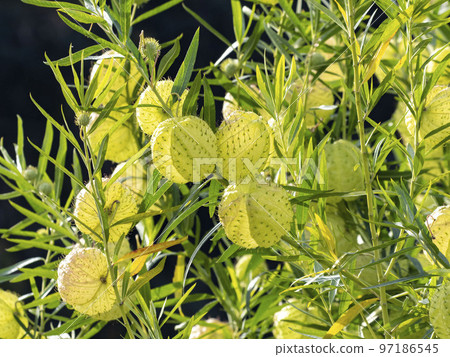 Fruit fruit fruit 97186545