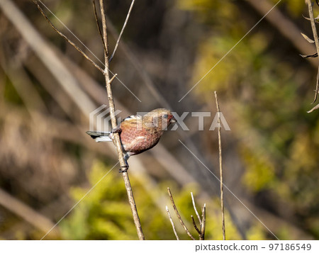 雄性紅腹棲息在乾草上 97186549