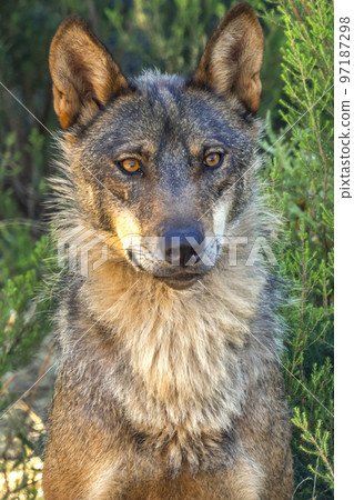 Iberian Wolf, Zamora, Spain 97187298