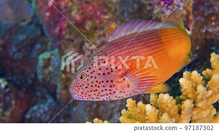 Freckled Hawkfish, South Ari Atoll, Maldives Freckled Hawkfish, South Ari Atoll, Maldives 97187302