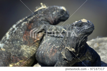 Marine Iguana, Galapagos National Park, Ecuador 97187317