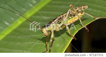 Grasshopper, Tropical Rainforest, Costa Rica 97187331