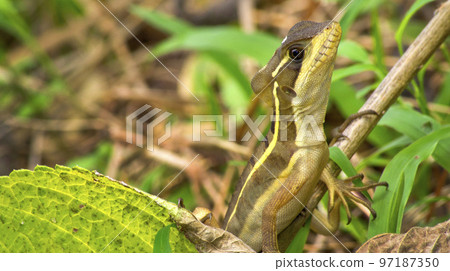 Common Basilisk, Tropical Rainforest, Costa Rica 97187350