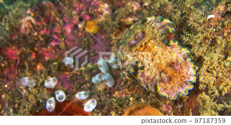 Sea Slug, Lembeh, Indonesia Sea Slug, Lembeh, Indonesia 97187359
