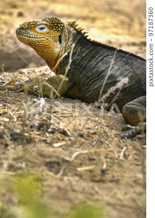 Galapagos Land Iguana, Galapagos National Park, Ecuador Galapagos Land Iguana, Galapagos National Park, Ecuador 97187360