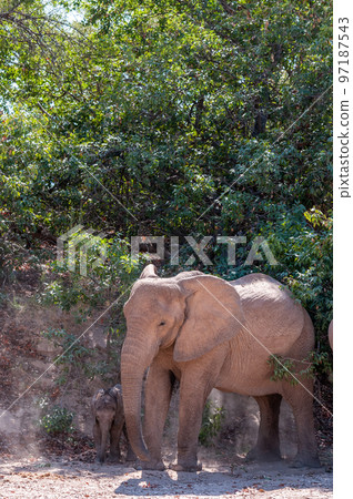 Closeup of a desert elephant 97187543