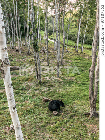 Wild Black Bear walks in forests of Acadieville National Park, New Brunswick Kouchibouguac River Canada 97187552
